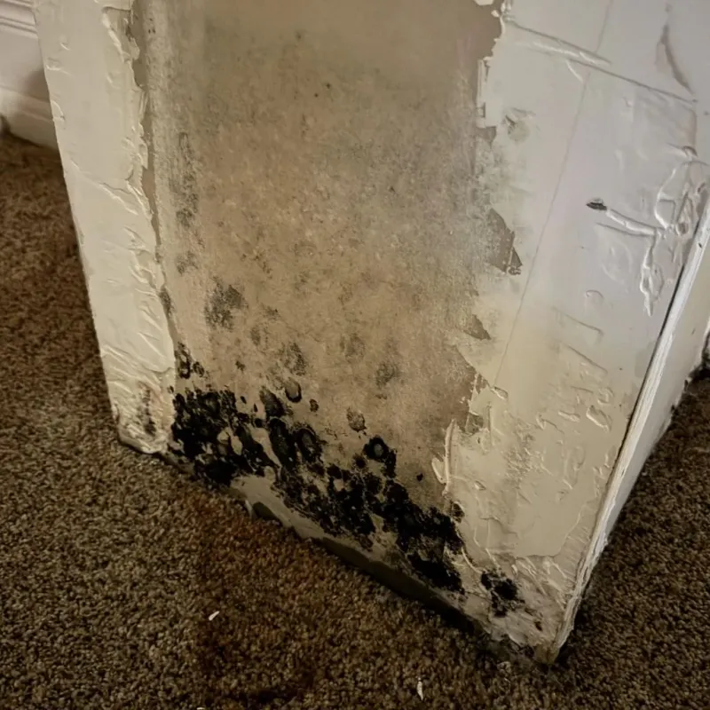 Professional Mold Removal in Easton, CT